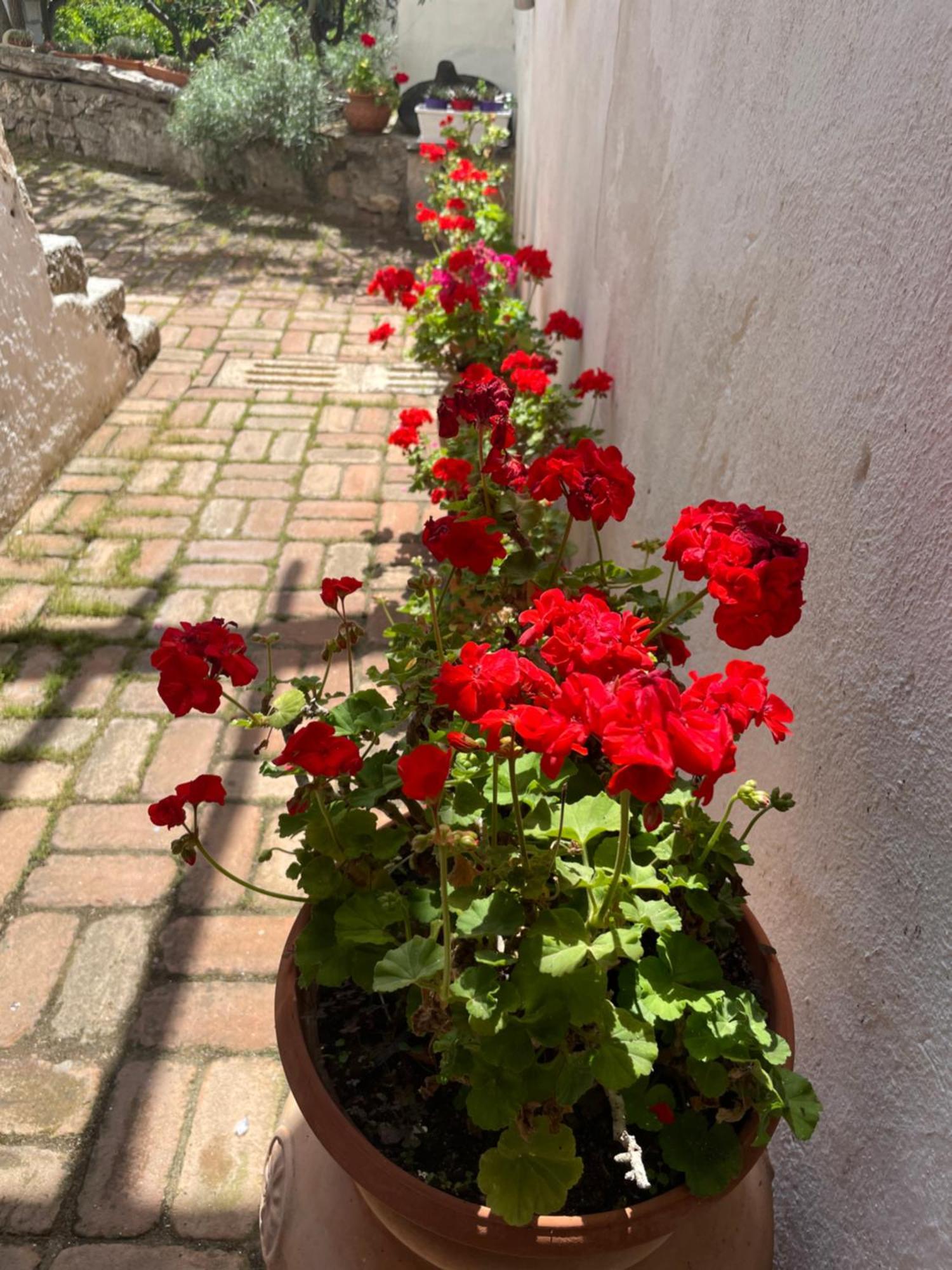 B&B Corte San Lussorio Oliena Exteriér fotografie